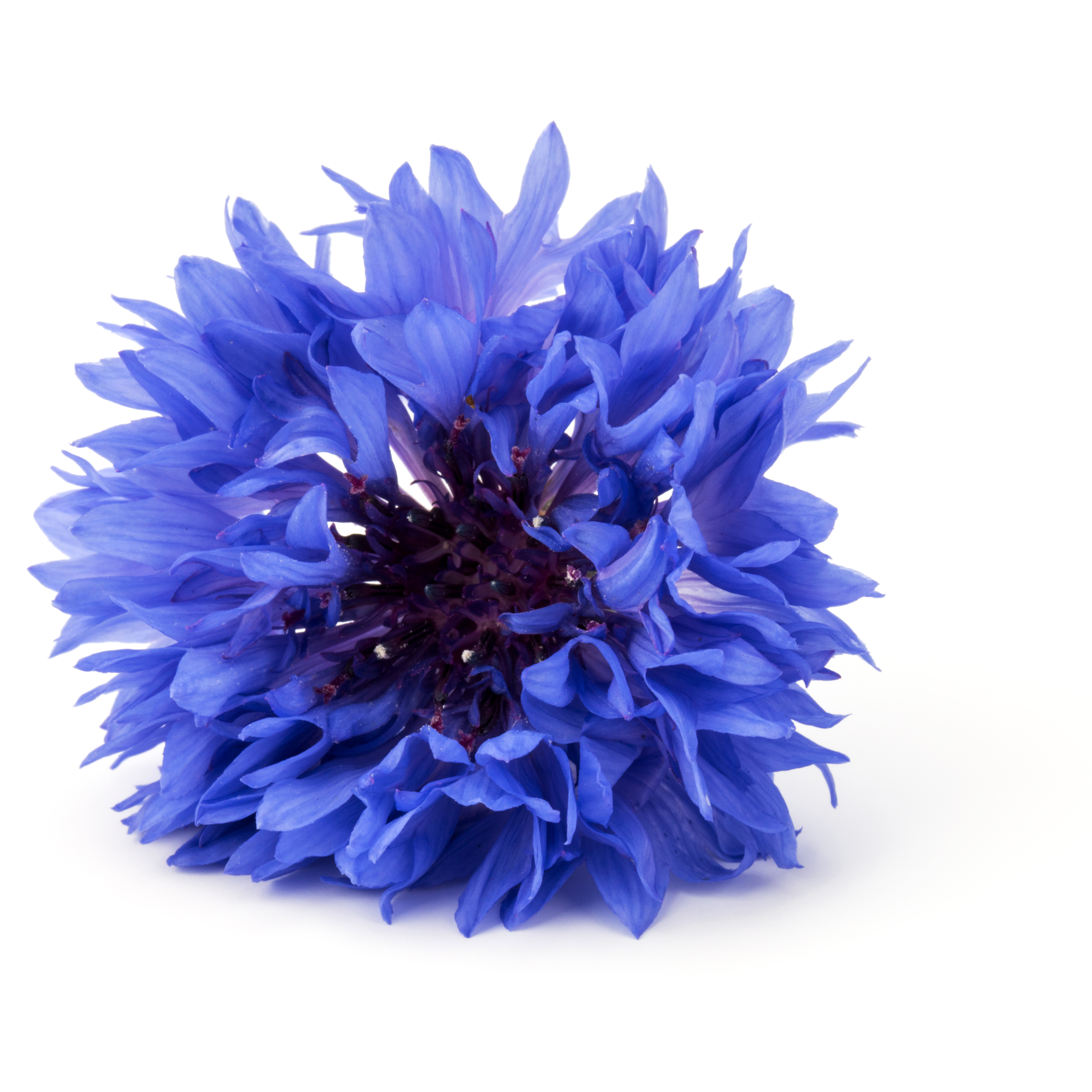 la-fille-de-lhiver-bio-fleurs-bleuet