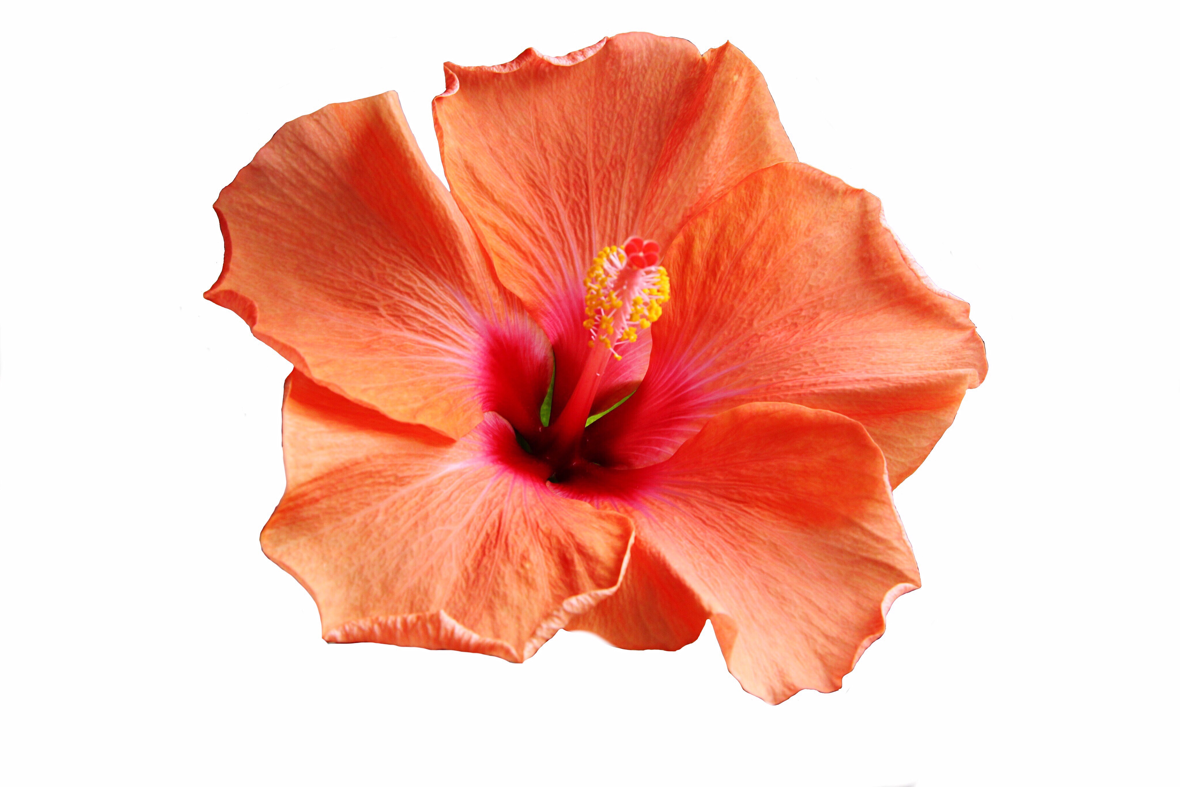 jambes-légères-bio-hibiscus