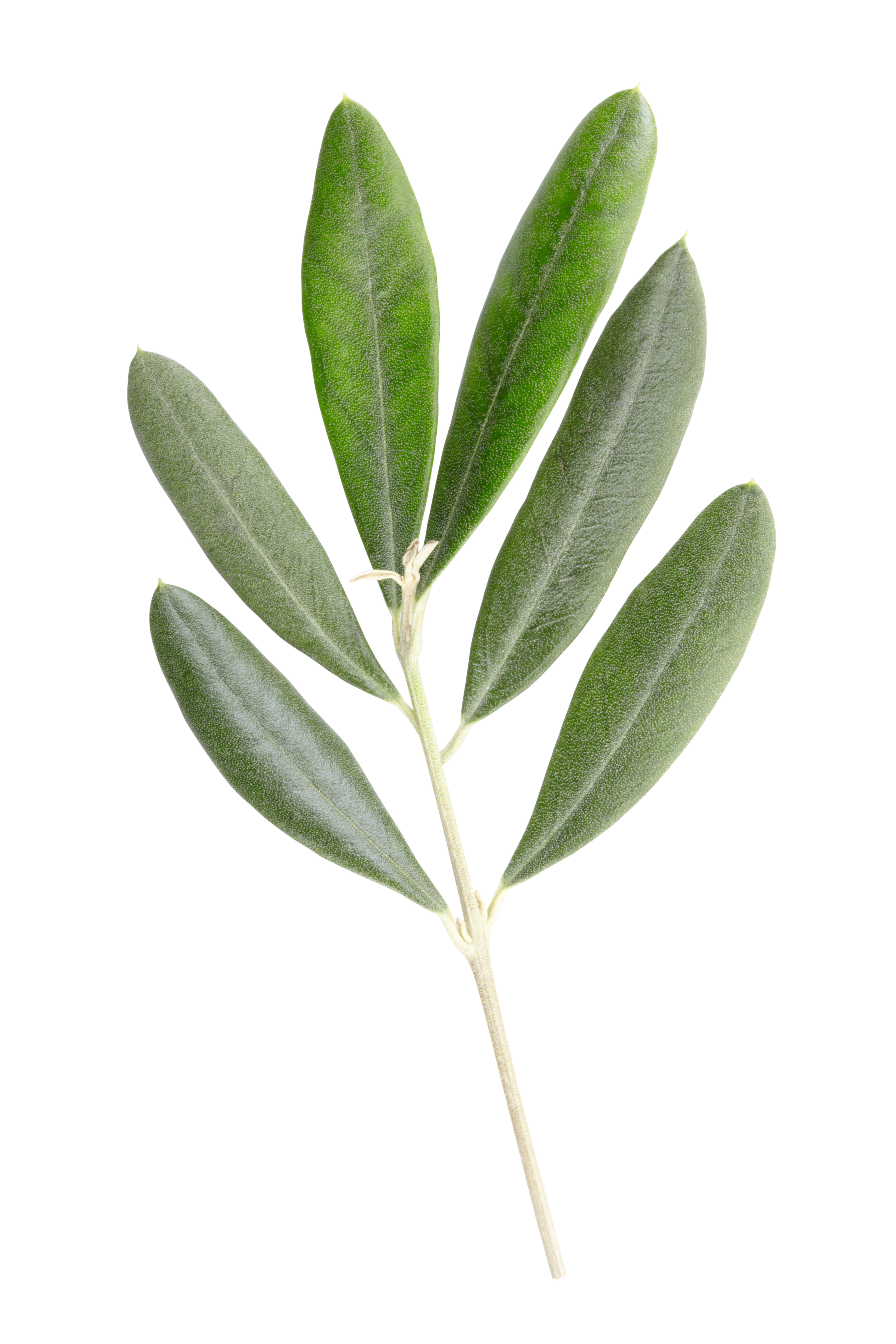jambes-légères-bio-feuilles-dolivier