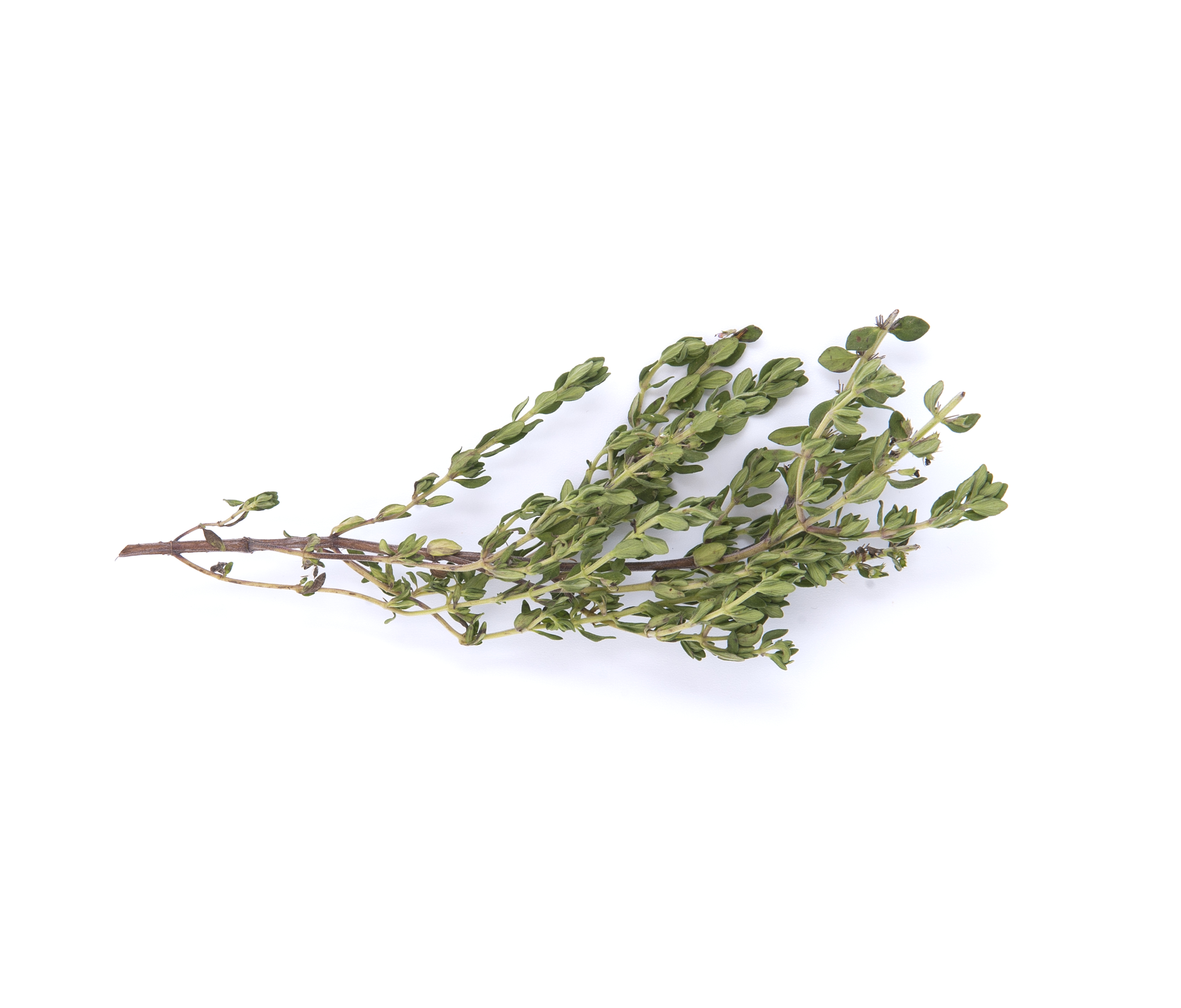 récupération-bio-thym